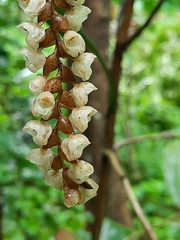Pholidota imbricata