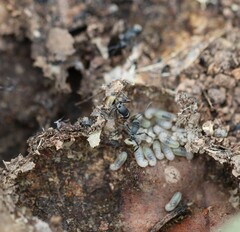 Polyrhachis tubifera