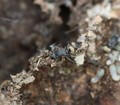 Polyrhachis tubifera