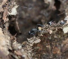 Polyrhachis tubifera