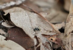 Polyrhachis tubifera