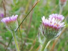 Erigeron borealis