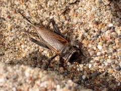 Gryllus lineaticeps