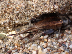Gryllus lineaticeps