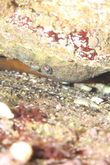 Zeugopterus punctatus