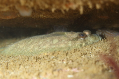 Zeugopterus punctatus