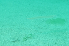 Hyperoplus lanceolatus