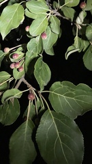 Malus mandshurica