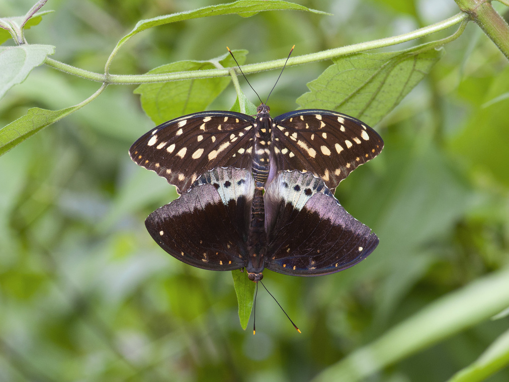 Common Archduke