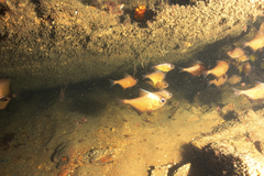 Pempheris multiradiata