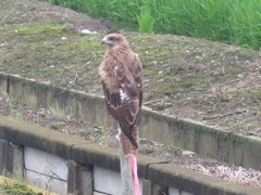 Milvus migrans lineatus