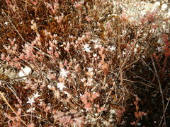 Sedum arenarium
