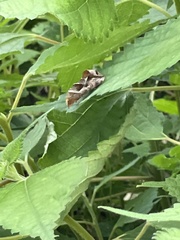 Oraesia emarginata