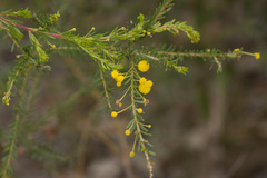 Acacia conferta