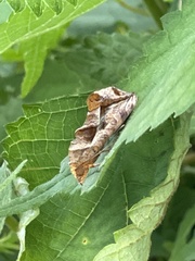 Oraesia emarginata