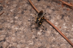 Sphedanolestes impressicollis