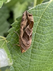 Oraesia emarginata