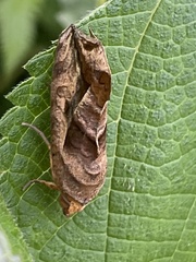 Oraesia emarginata