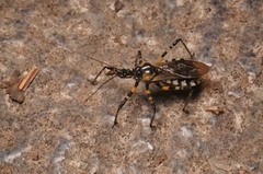 Sphedanolestes impressicollis