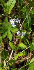 Myosotis decumbens