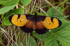 Acraea anemosa