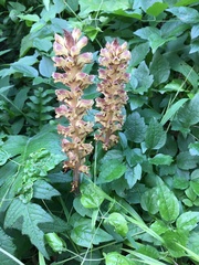 Orobanche reticulata