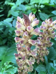 Orobanche reticulata
