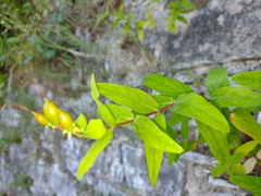 Hypericum hircinum