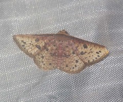 Striglina duplicifimbria