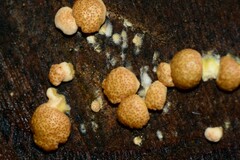 Trichoderma nothescens