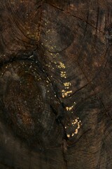Trichoderma nothescens
