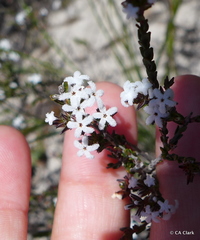 Leucopogon microphyllus