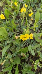 Lotus corniculatus