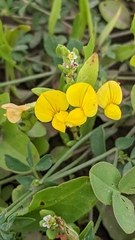 Lotus corniculatus