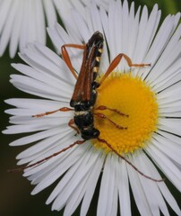 Stenopterus flavicornis
