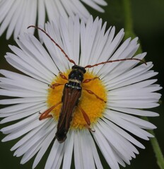 Stenopterus flavicornis