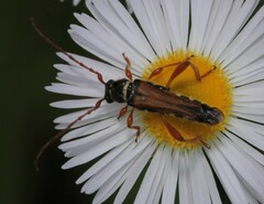 Stenopterus flavicornis