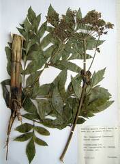 Angelica dahurica