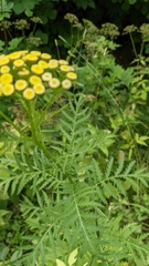 Tanacetum vulgare