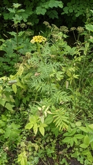 Tanacetum vulgare