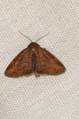 Photedes minima