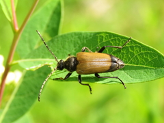 Trigonarthris
