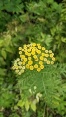 Tanacetum vulgare