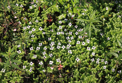 Cornus suecica