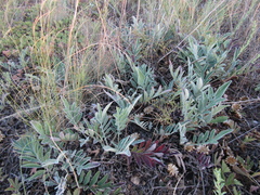 Psephellus marschallianus