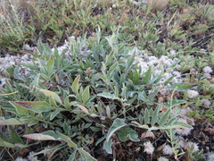 Psephellus marschallianus