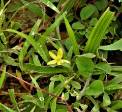 Curculigo orchioides