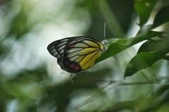 Delias hyparete luzonensis