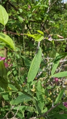Lathyrus sylvestris