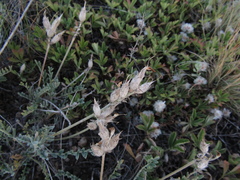 Astragalus vesicarius
